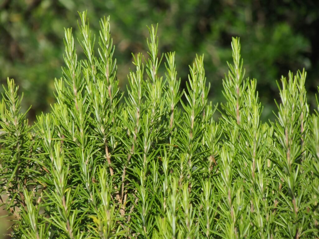 Rosmarino fresco, spezia aromatica tipica della cucina italiana.